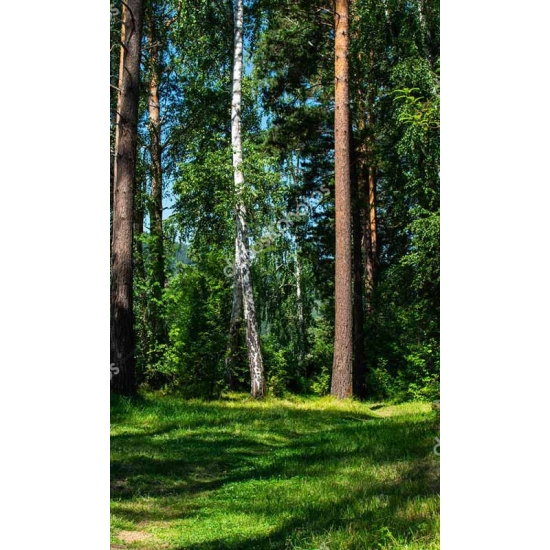 Koszula